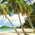 Palmeras Republica Dominicana